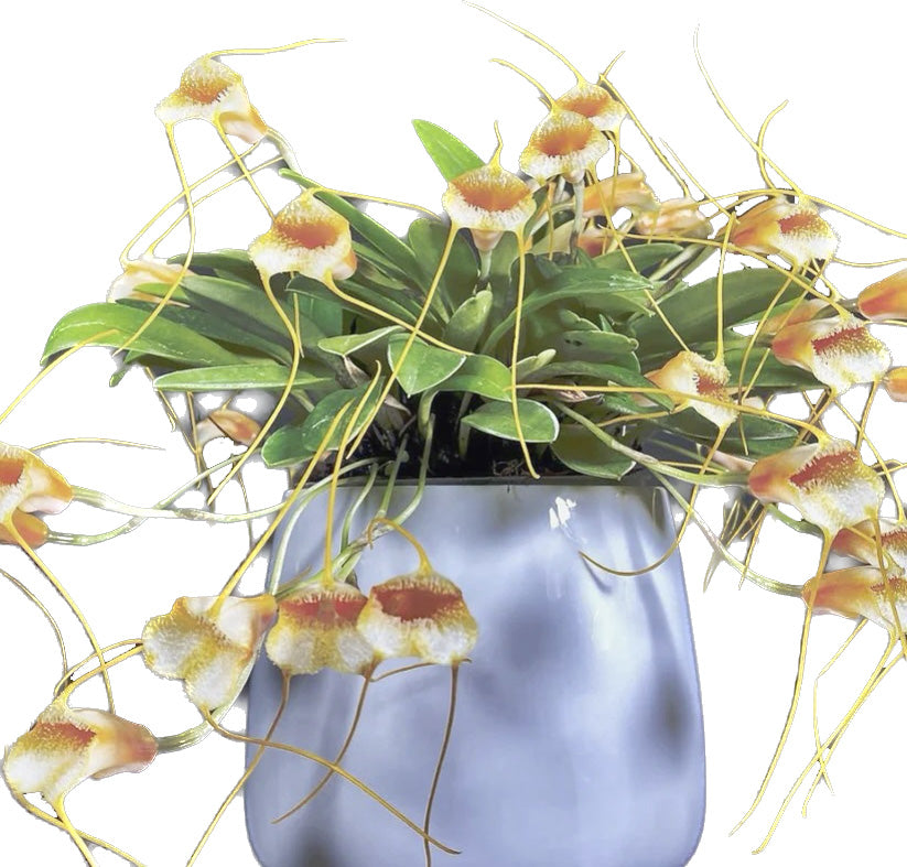 Masdevallia strobelii - Standardorchid