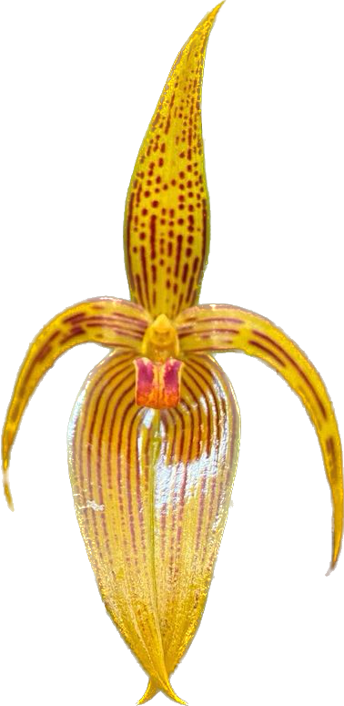 Bulbophylum inunctum - Standardorchid