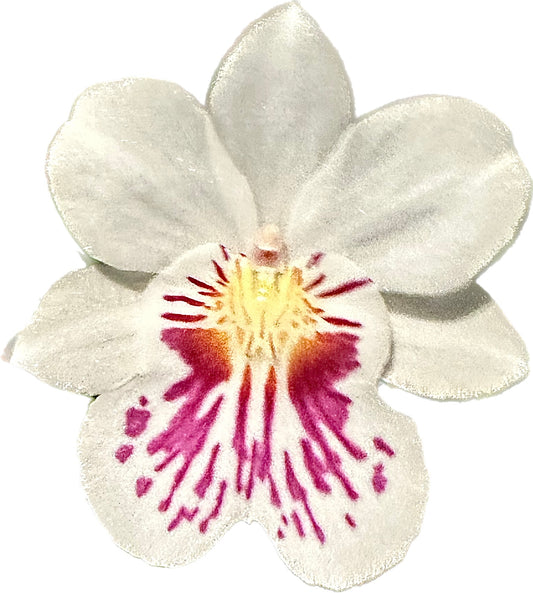 Miltoniopsis phalaenopsis - Standardorchid