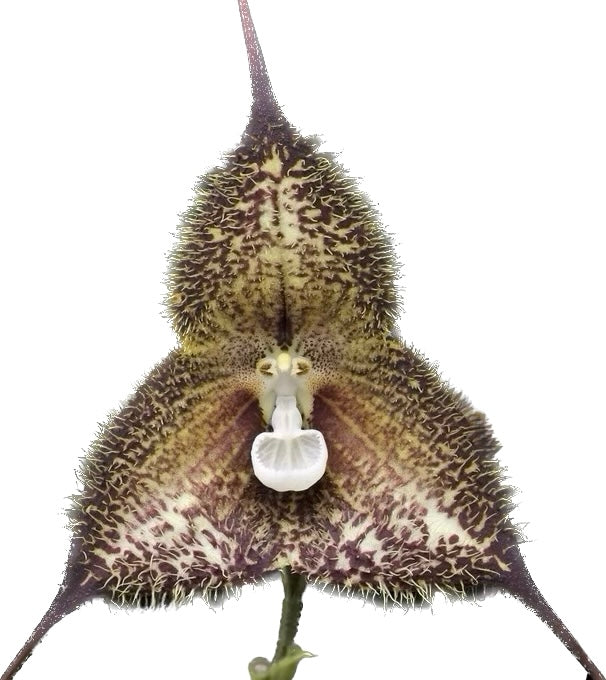 Dracula woolwardiae 'Jungle Mist' AM/AOS - Standardorchid