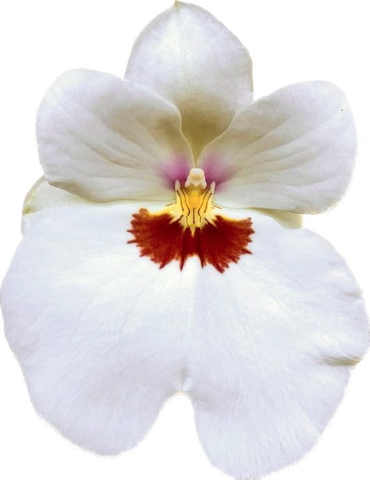 Miltoniopsis Eleanor Marie - Standardorchid