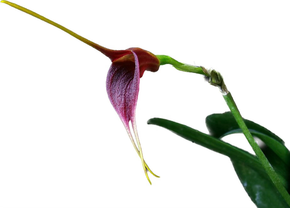 Masdevallia deceptrix - Standardorchid
