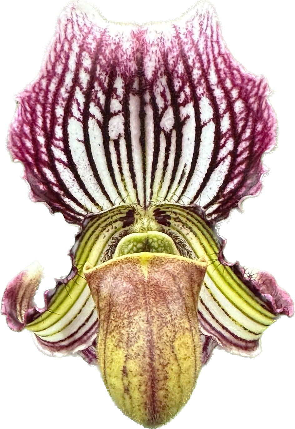 Paphiopedilum fairrieanum - Standardorchid