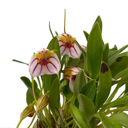 Masdevallia yungasensis - Standardorchid