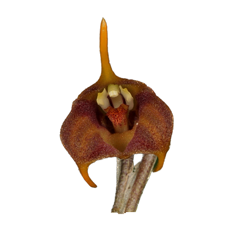 Masdevallia menatoi - Standardorchid