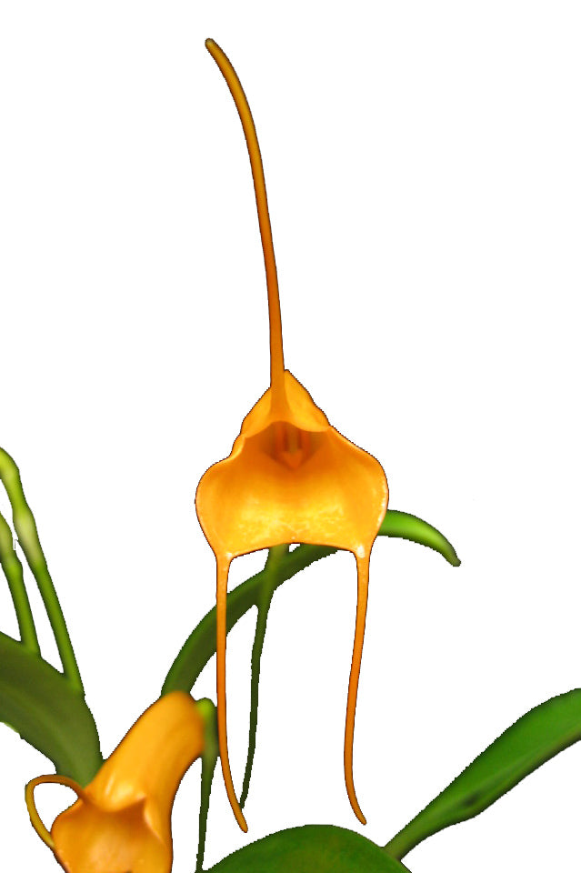 Masdevallia hirtzii - Standardorchid
