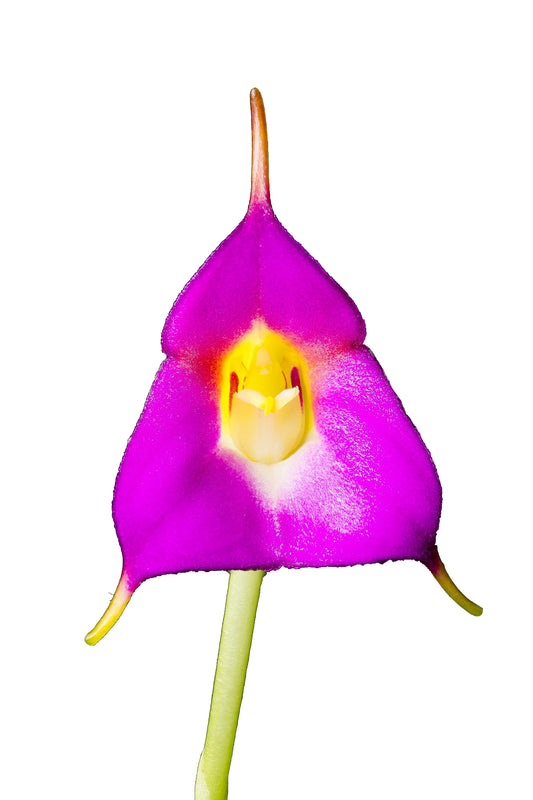 Masdevallia uniflora - Standardorchid